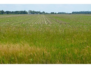 Property photo 20 - LAND AUCTION - 700+/- ACRES OFFERED IN 16 TRACTS IN ALLEN COUNTY, INDIANA